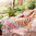 Fleuresse Modern Classic Mako Satin Bettwäsche Soft Apricot 13 135x200+80x80